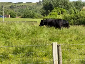 Two black cows graze in a lush, green field with wildflowers, surrounded by trees and hills. A wire fence runs along the foreground, and a car is visible in the distance near a wooden structure resembling a countryside pub.